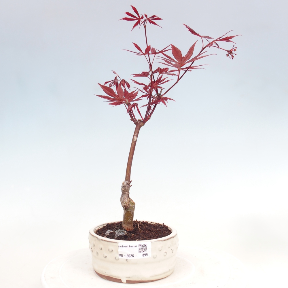 Bonsai da esterno - Palma Acer. Atropurpureum-Javor palmate