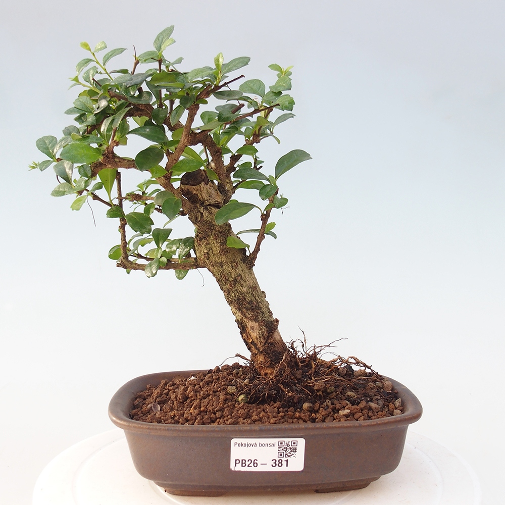 Camera bonsai - Carmona macrophylla - Tea fuki