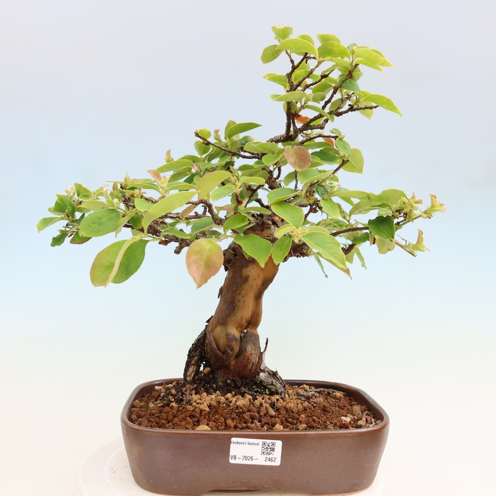 Bonsai da esterno - Pseudocydonia sinensis - Cotogno cinese