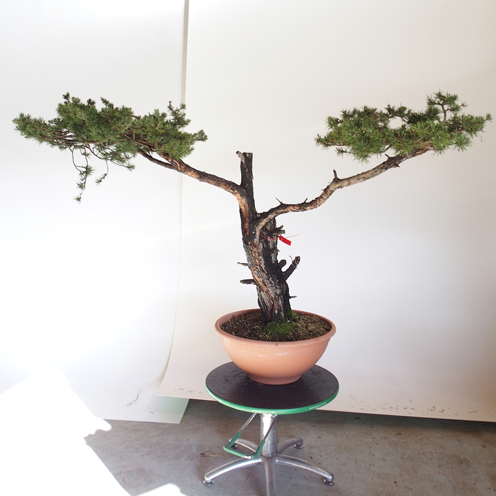 Yamadori - Pinus sylvestris Spagna