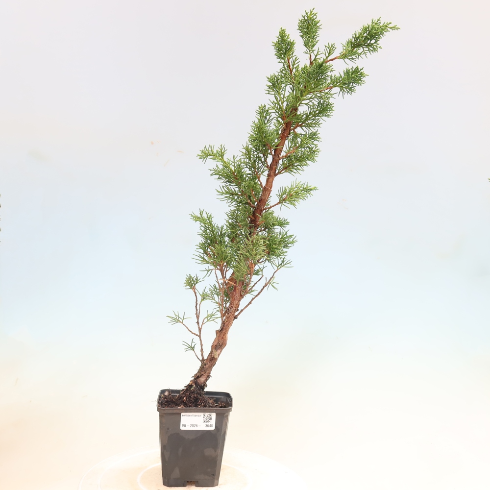 Bonsai da esterno - Juniperus chinensis Kishu