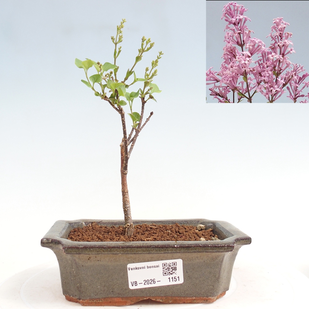 Bonsai da esterno - Syringa Meyeri Palibin - Lillà di Meyer