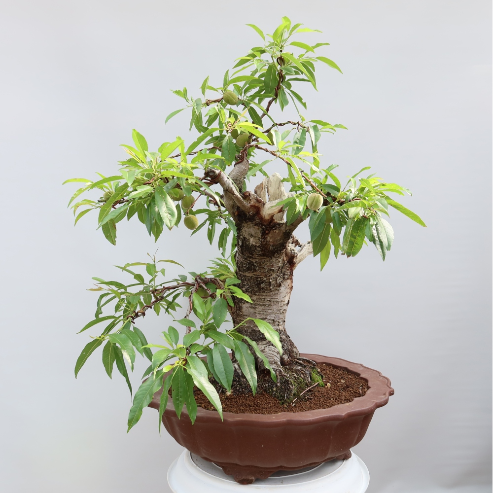 Bonsai da esterno - Prunus dulcis – Mandorlo comune