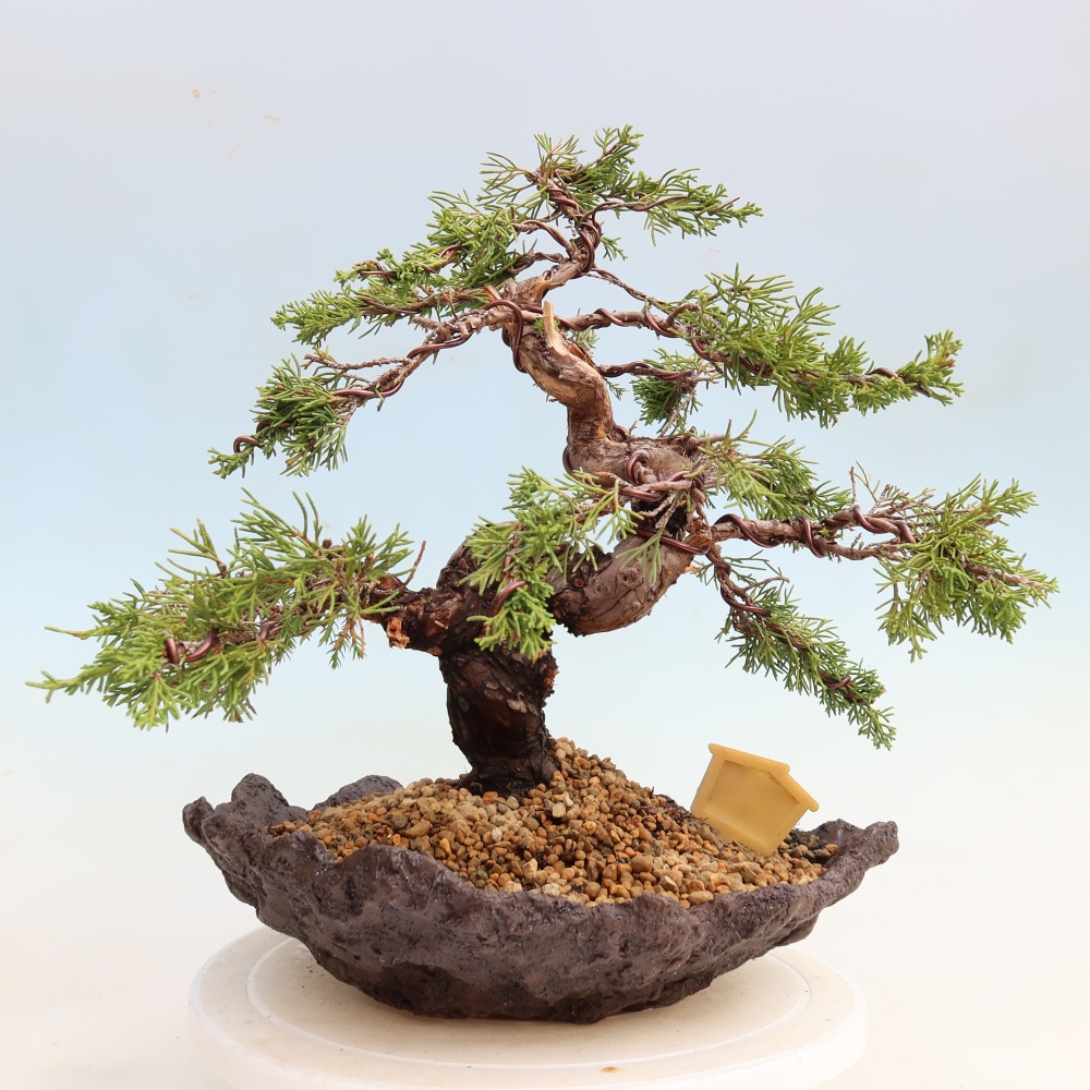 Bonsai da esterno - Juniperus chinensis Itoigawa-Juniperus chinensis