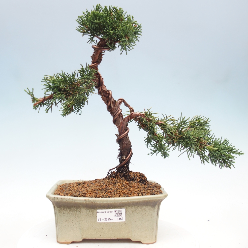 Bonsai da esterno - Juniperus chinensis Kishu