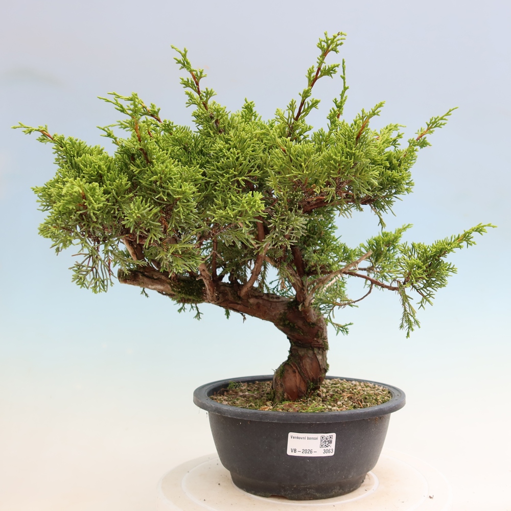 Bonsai da esterno - Juniperus chinensis Itoigawa-Juniperus chinensis