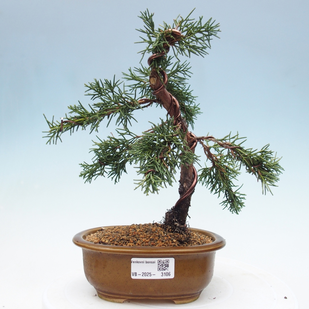 Bonsai da esterno - Juniperus chinensis Kishu
