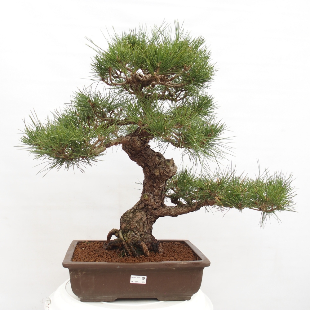 Bonsai da esterno - Pinus thunbergii - Pino di Thunberg