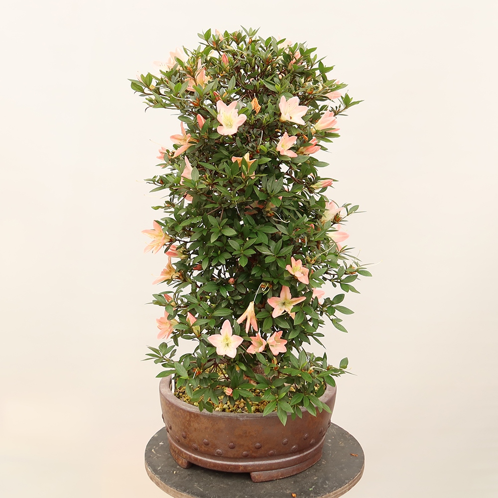 Bonsai da esterno - Azalea giapponese - Azalea CHIHIRO