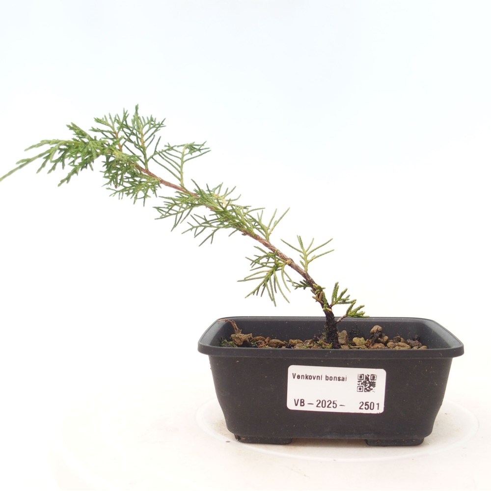 Bonsai da esterno - Juniperus chinensis Itoigawa