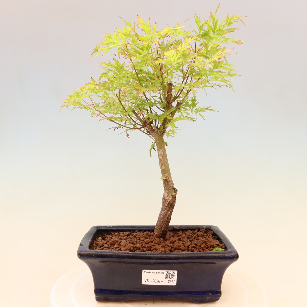 Bonsai da esterno - Acer palmatum Dissectum