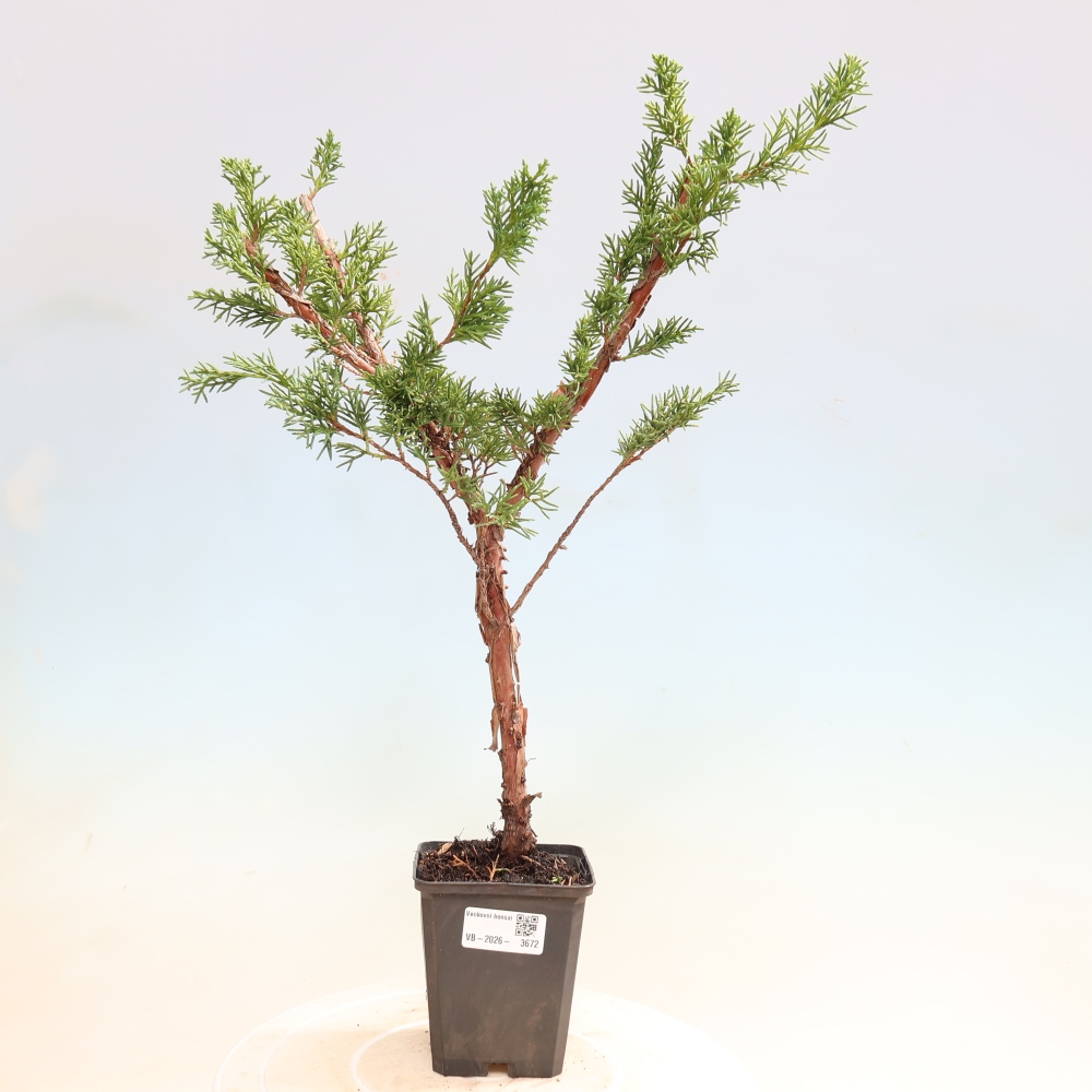Bonsai da esterno - Juniperus chinensis Kishu
