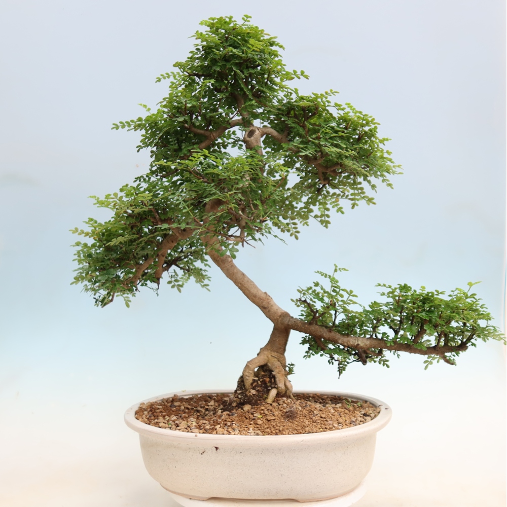 Camera bonsai - Zantoxylum piperitum - albero del pepe