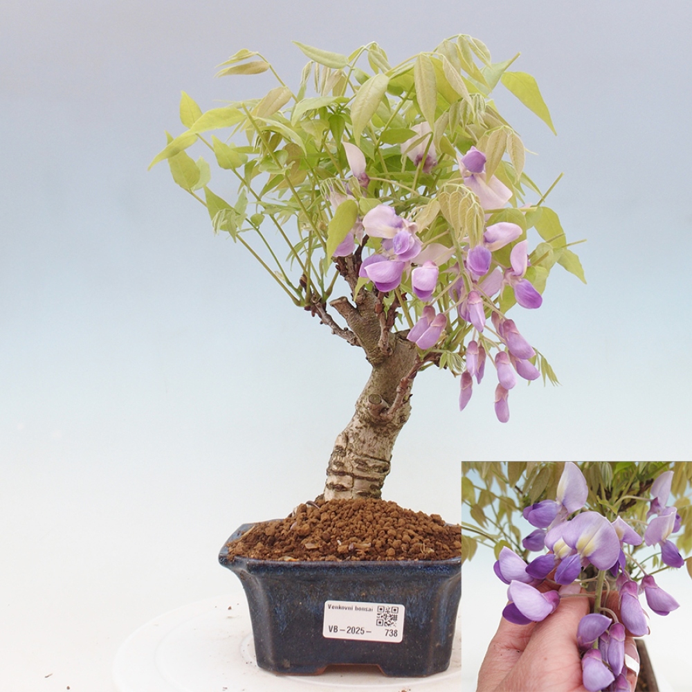 Bonsai da esterno - Glicine floribunda