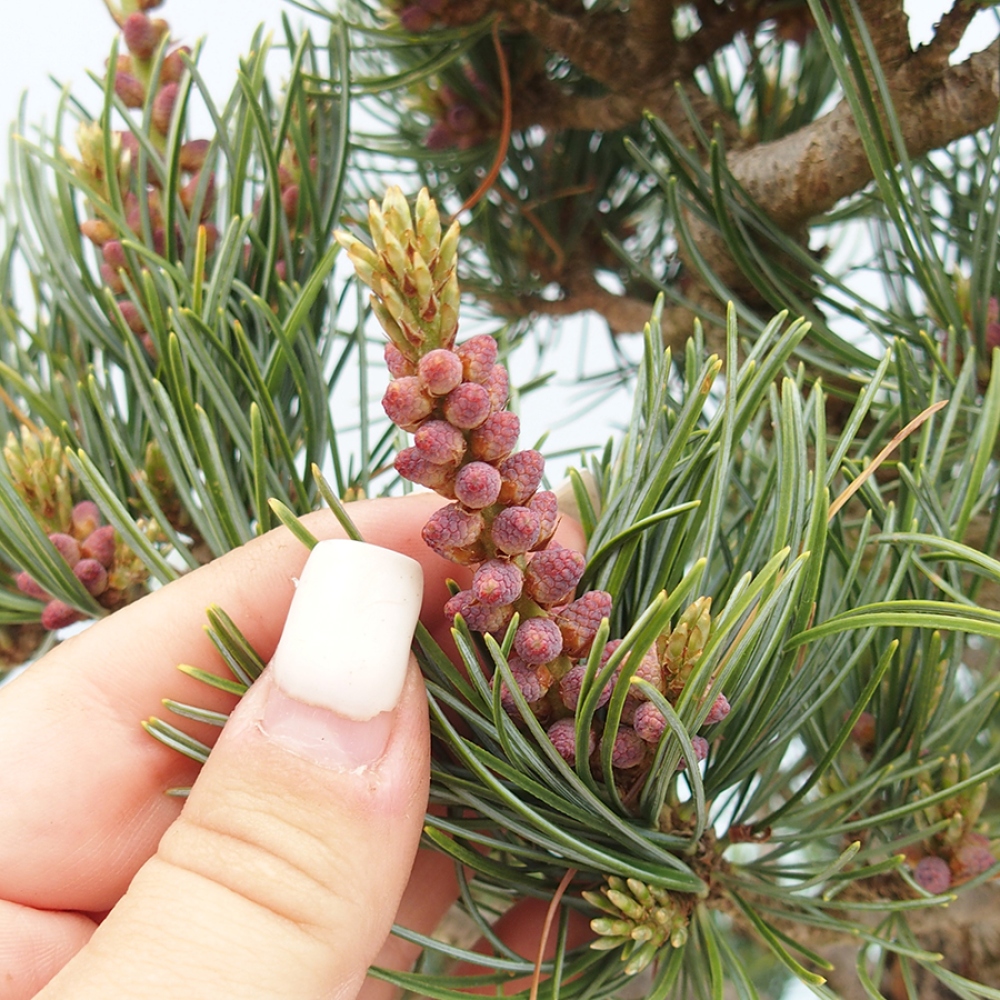 Bonsai da esterno - Pinus parviflora - Pinus parviflora