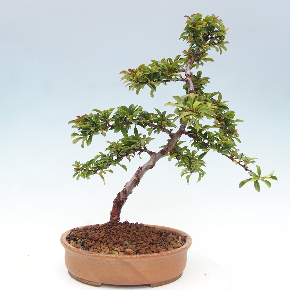 Bonsai da esterno-Pyracantha Teton -Hlox