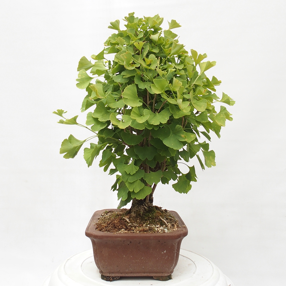 Bonsai da esterno - Ginkgo biloba - Ginkgo biloba