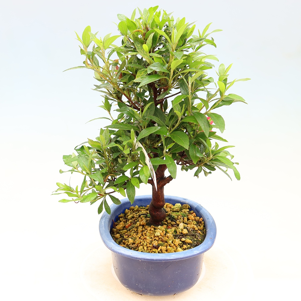 Bonsai da esterno - Azalea giapponese - Azalea CHIHIRO
