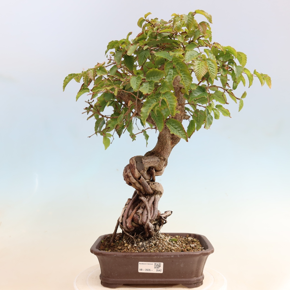 Bonsai da esterno -Carpinus CARPINOIDES - Carpino coreano