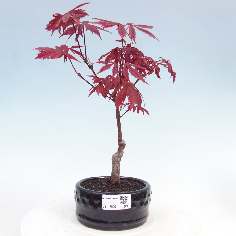 Bonsai da esterno - Palma Acer. Atropurpureum-Javor palmate