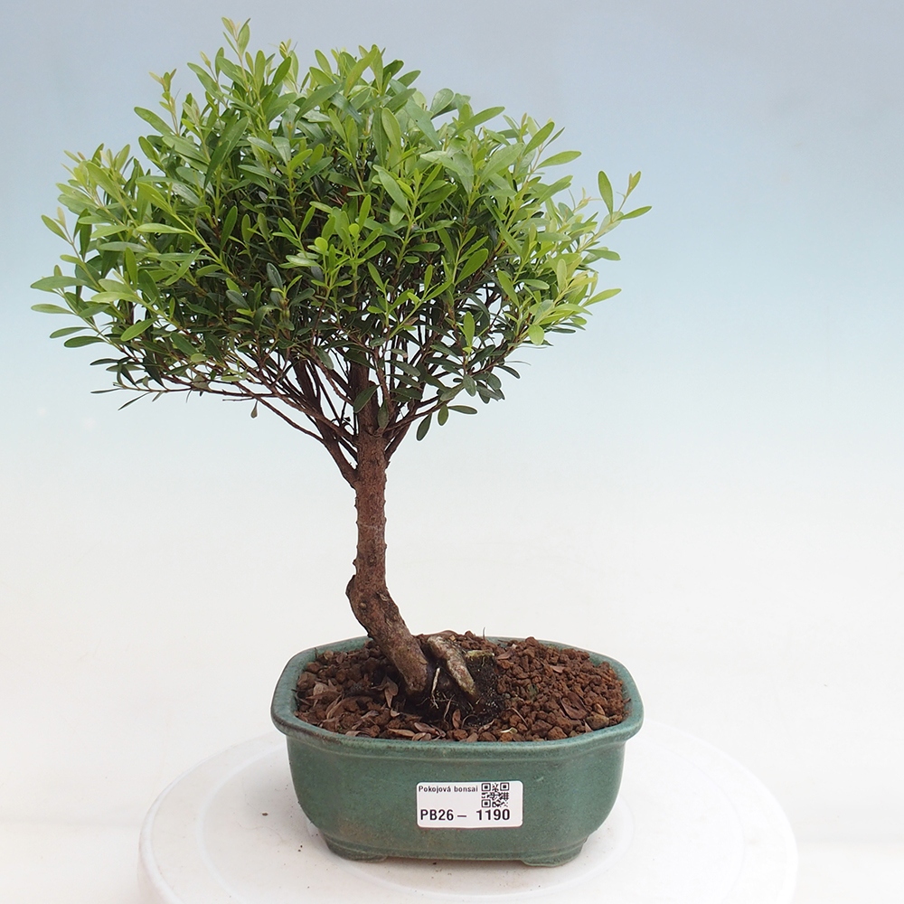 Camera bonsai - Syzygium - Pimento