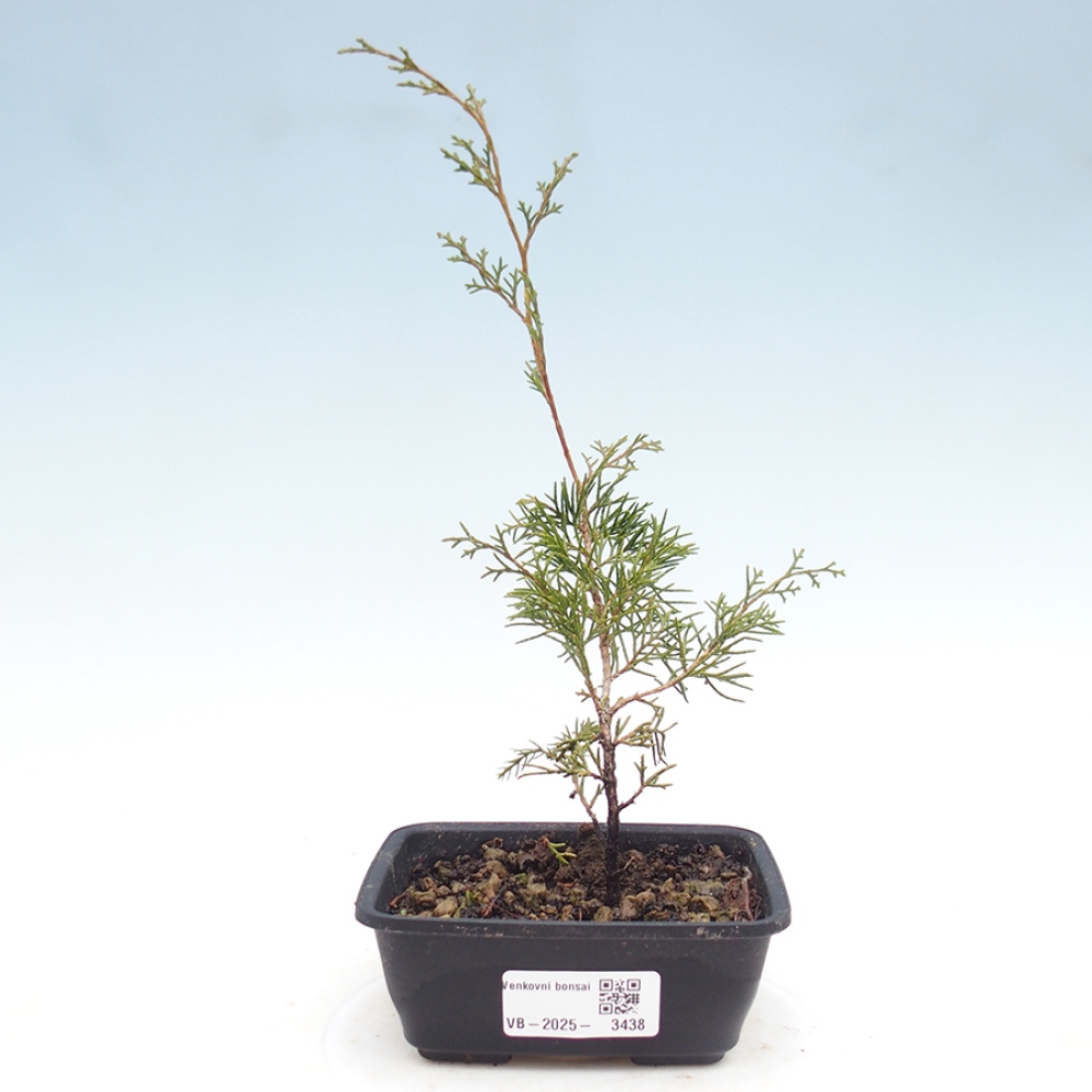 Bonsai da esterno - Juniperus chinensis Itoigawa