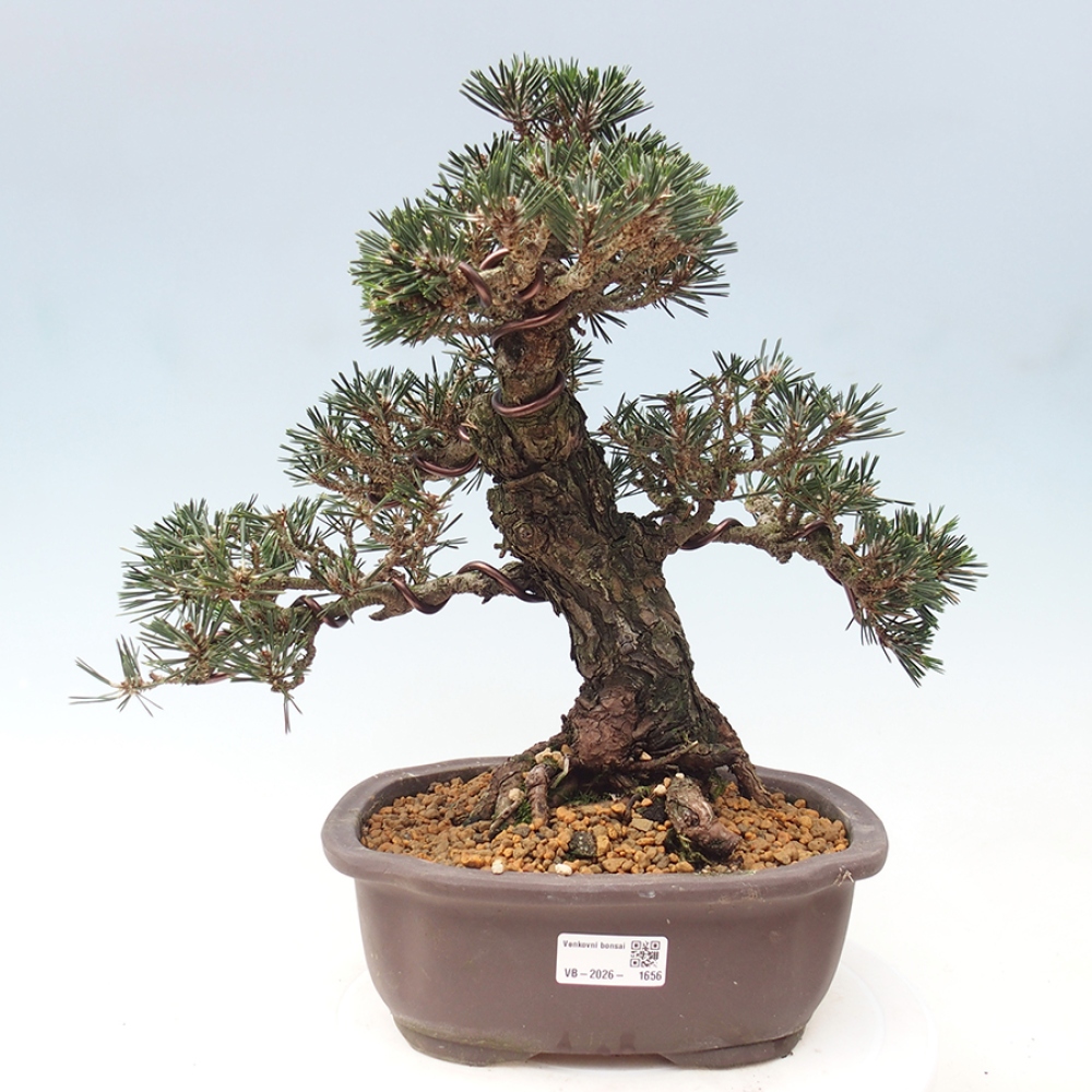 Bonsai da esterno - Pinus thunbergii Kotobuki - Pino di Thunberg