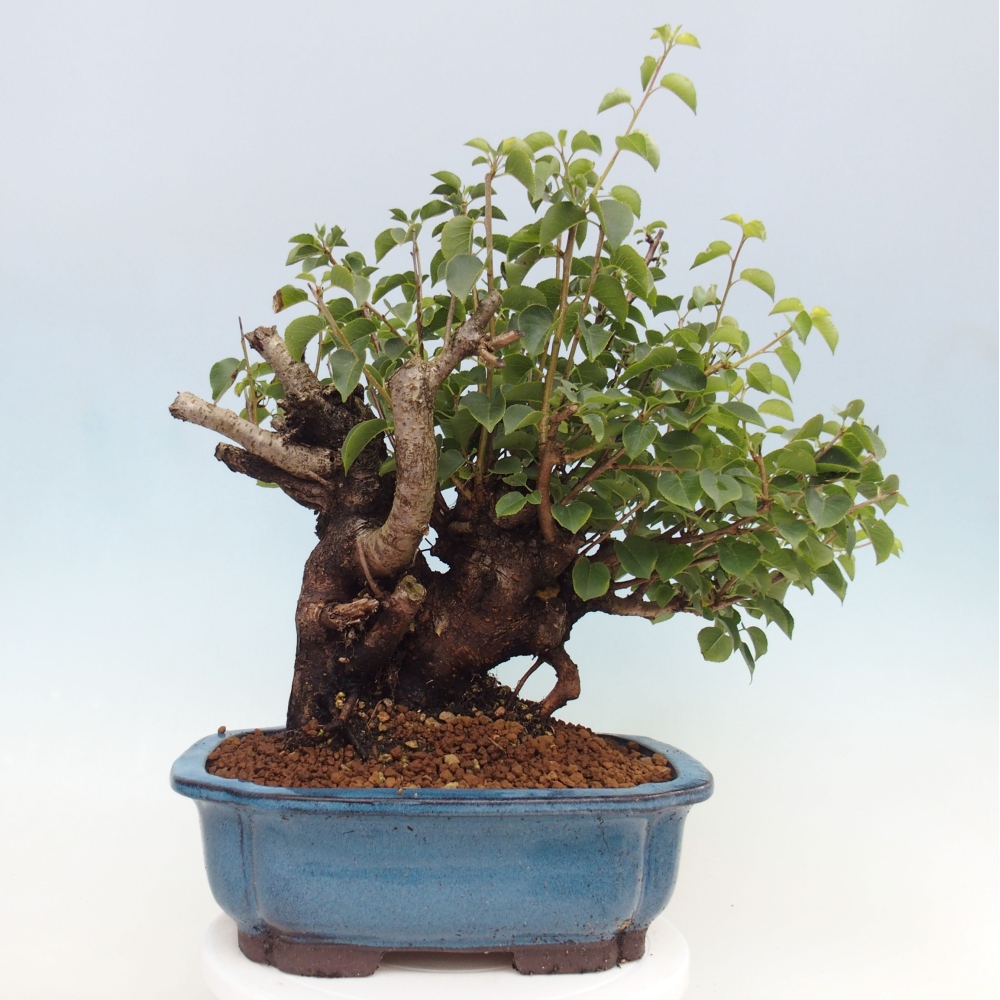 Bonsai da esterno - Mahalebka - Prunus mahaleb