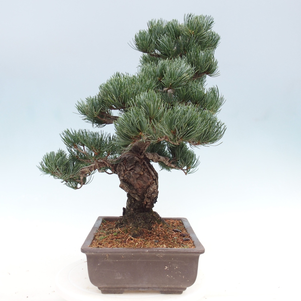 Bonsai da esterno - Pinus parviflora - Pinus parviflora