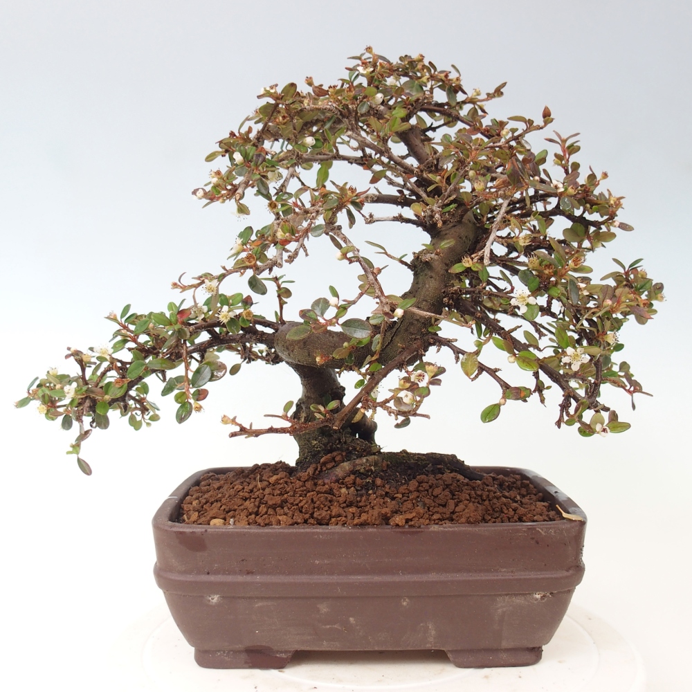 Bonsai da esterno - Cotoneaster dammeri - Roccia di Damer