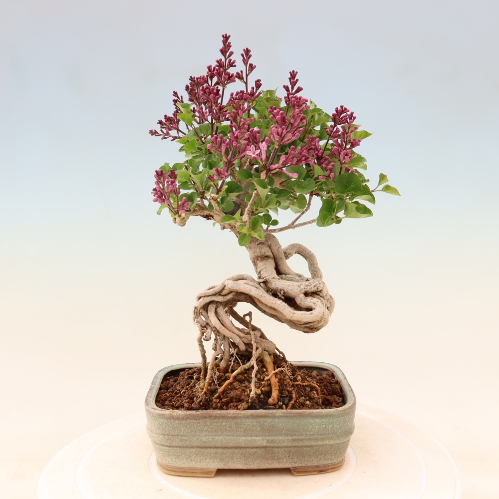 Bonsai da esterno - Syringa microphylla - lillà a fiore piccolo