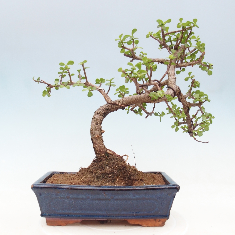 Camera bonsai - Portulakaria Afra - Tlustice
