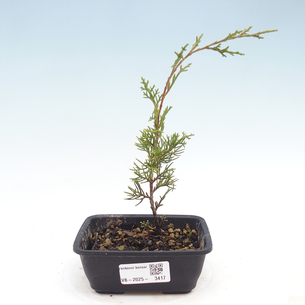 Bonsai da esterno - Juniperus chinensis Itoigawa