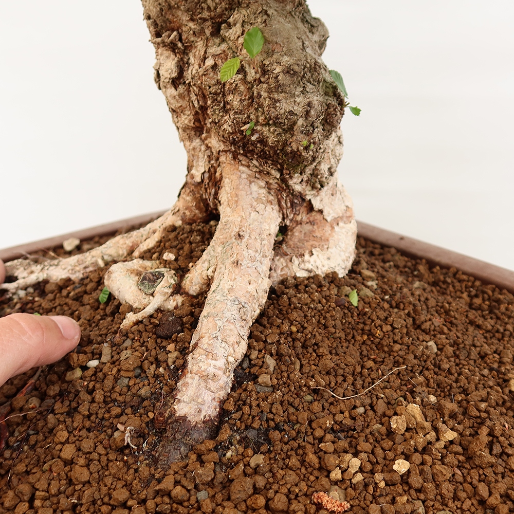 Bonsai da esterno -Carpinus Coreana - Carpino coreano