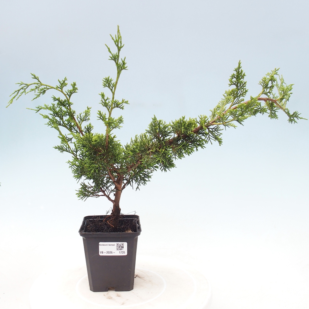 Bonsai da esterno - Juniperus chinensis Itoigawa