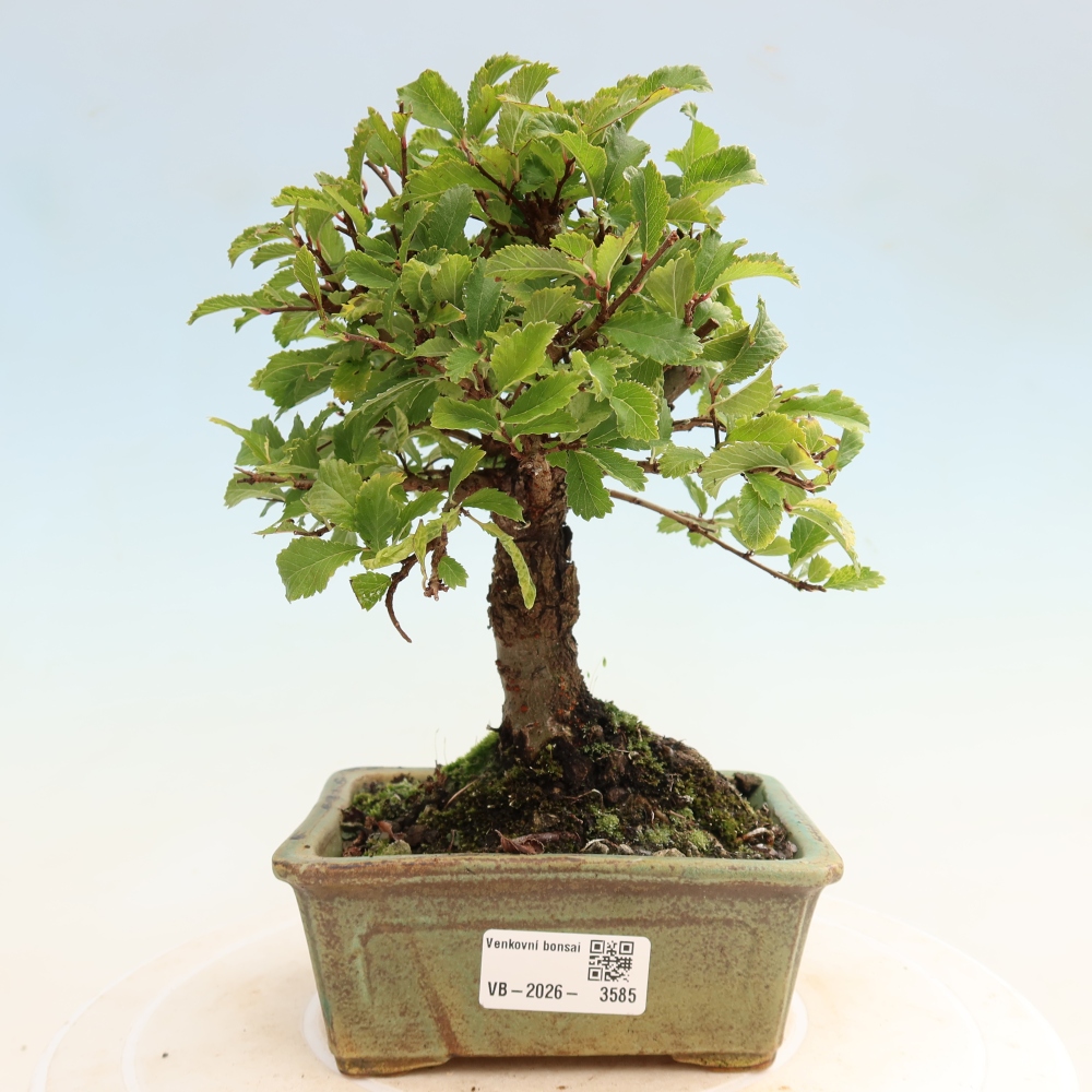 Bonsai da esterno - Zelkova - Zelkova NIRE