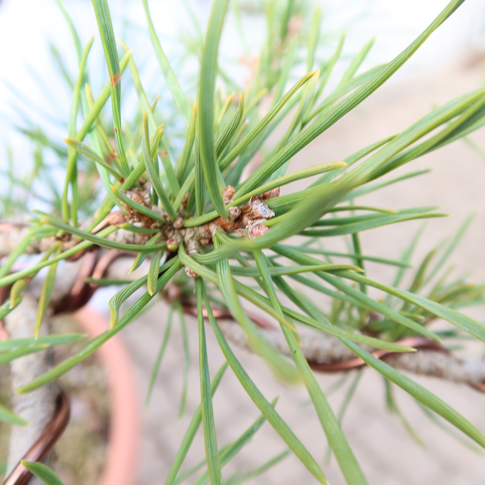 Pinus sylvestris Spagna - pino silvestre