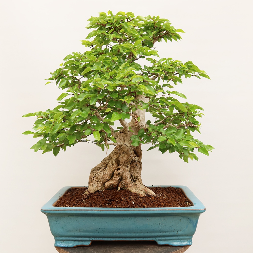 Bonsai da esterno -Carpinus Coreana - Carpino coreano