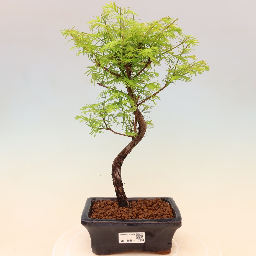 Bonsai da esterno - Metasequoia glyptostroboides - Metasequoia cinese