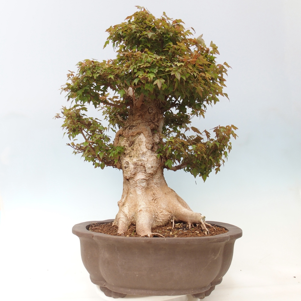 Bonsai da esterno - Acer Buergerianum - Acero di Burger