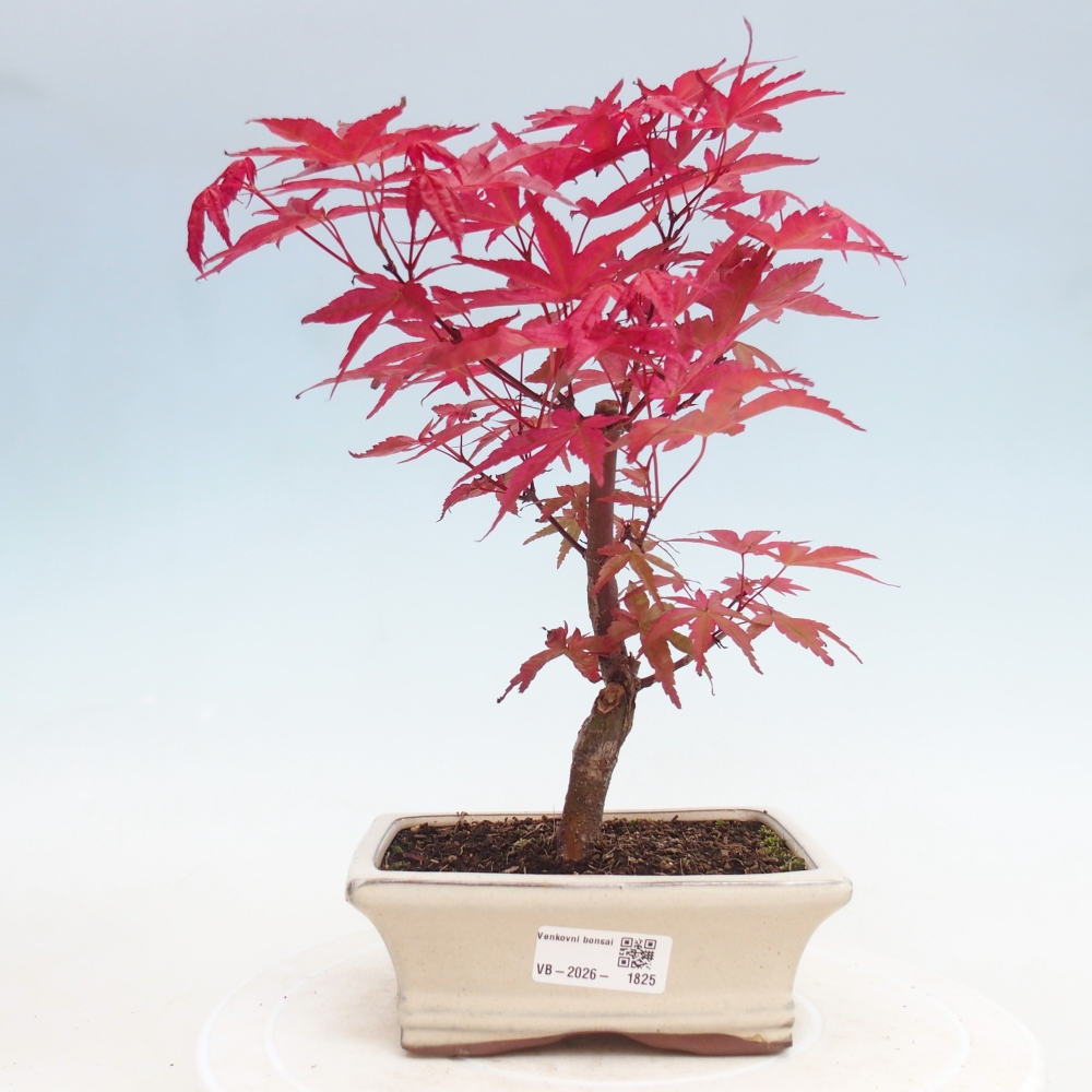 Bonsai da esterno - Acer palmatum DESHOJO
