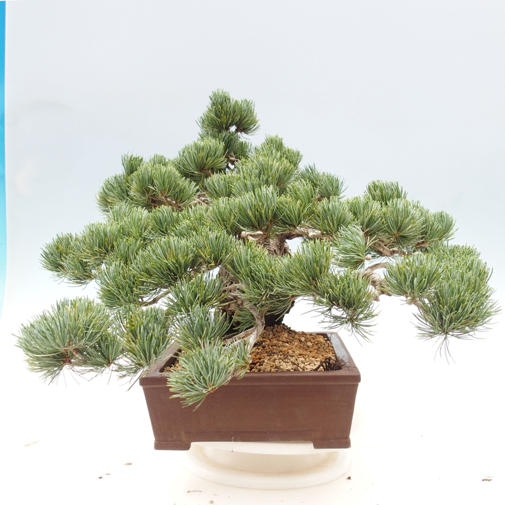 Bonsai da esterno - Pinus parviflora - Pinus parviflora