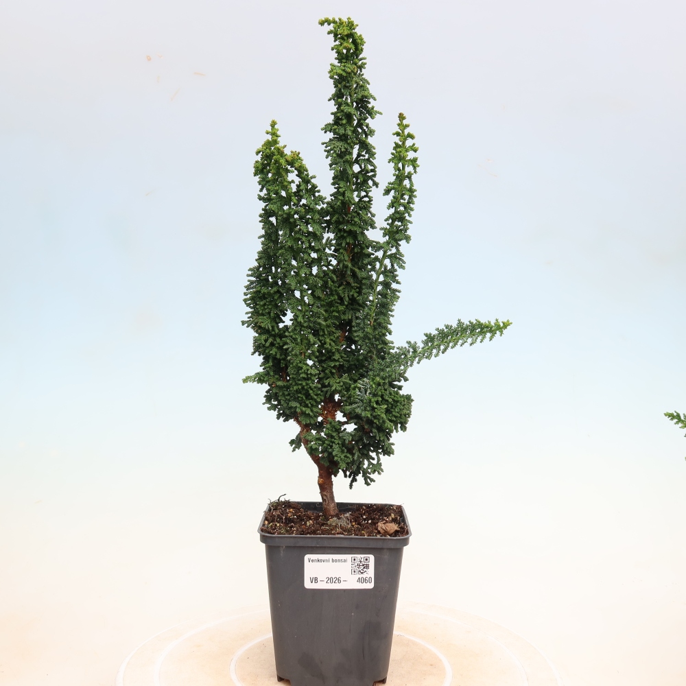 Bonsai da esterno - Cham. obtusa SEKKA HINOKI - Cipresso