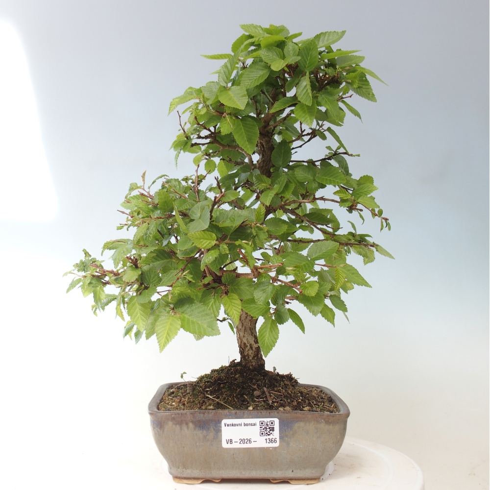 Bonsai da esterno -Carpinus CARPINOIDES - Carpino coreano