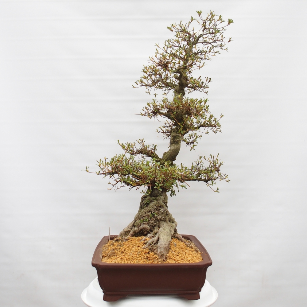 Bonsai da esterno - Azalea giapponese - Azalea Hekinan-no-Tsuki