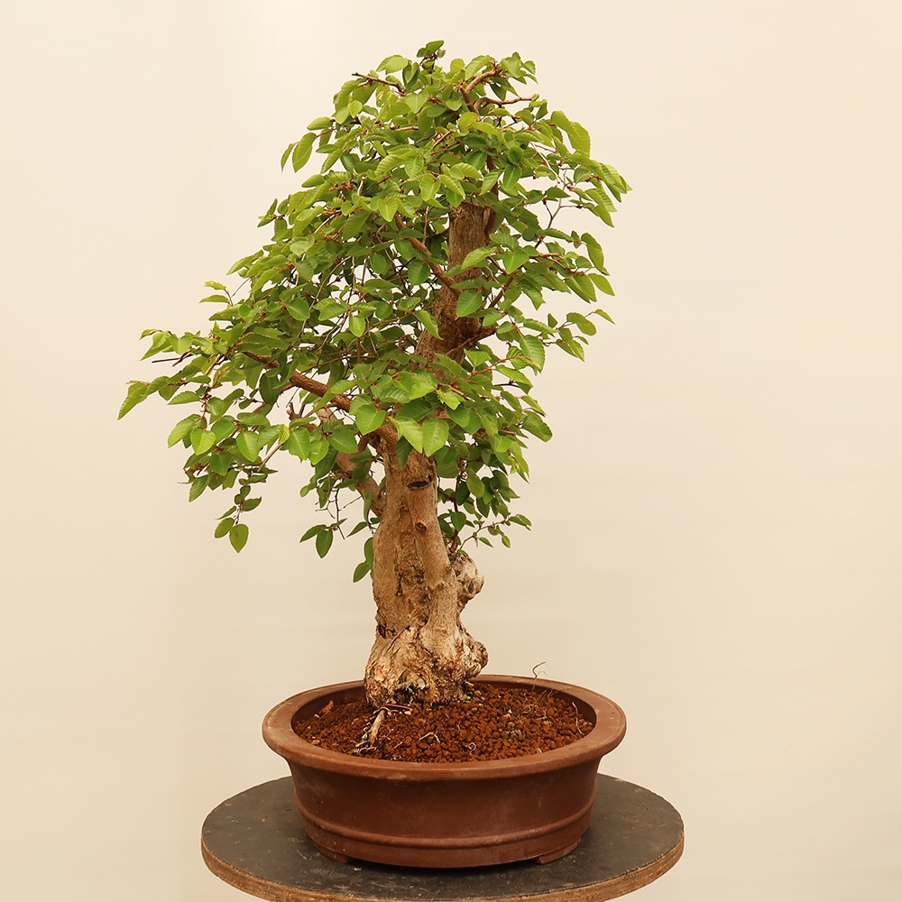 Bonsai da esterno -Carpinus Coreana - Carpino coreano