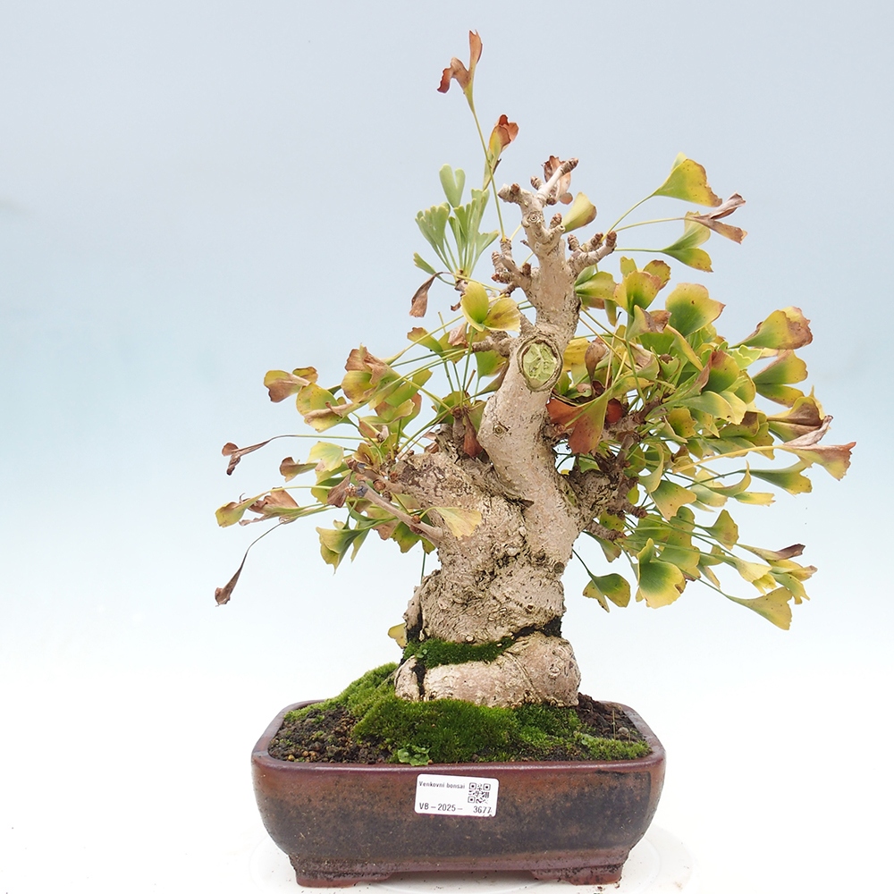 Bonsai da esterno - Ginkgo biloba - Ginkgo biloba