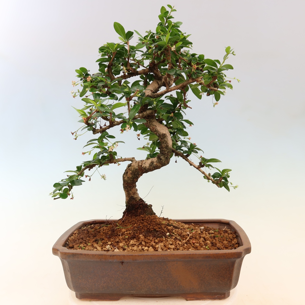 Camera bonsai - Carmona macrophylla - Tea fuki