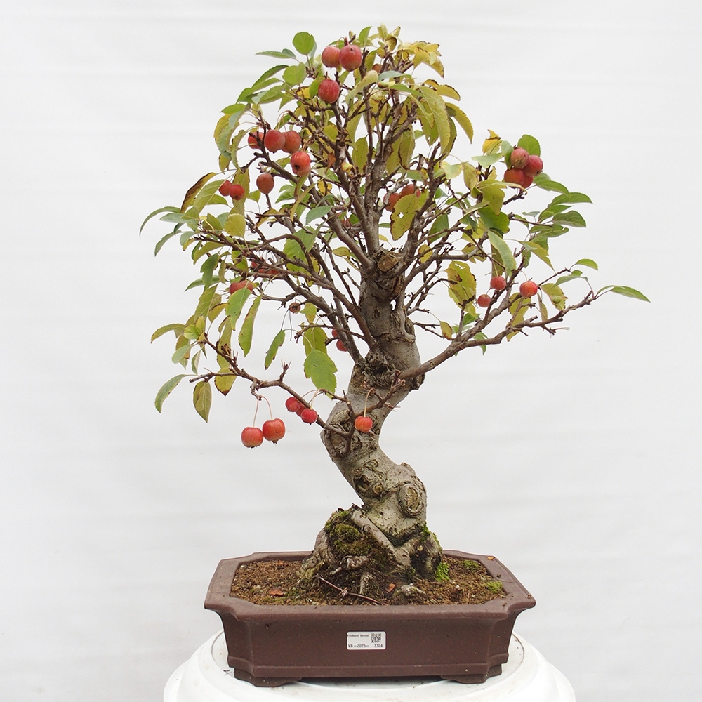 Bonsai da esterno -Malus halliana - Melo a frutto piccolo