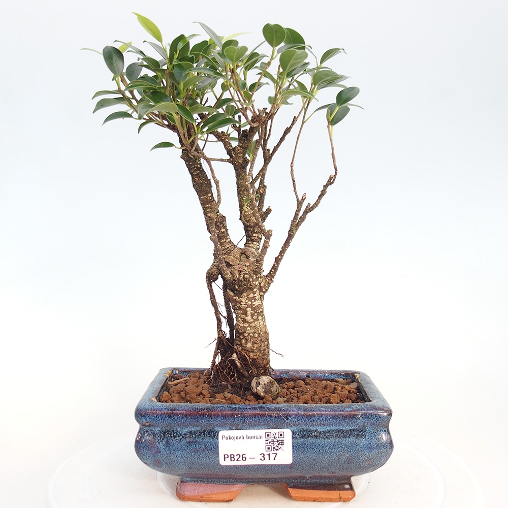 Camera bonsai - Ficus retusa - ficus a foglie piccole